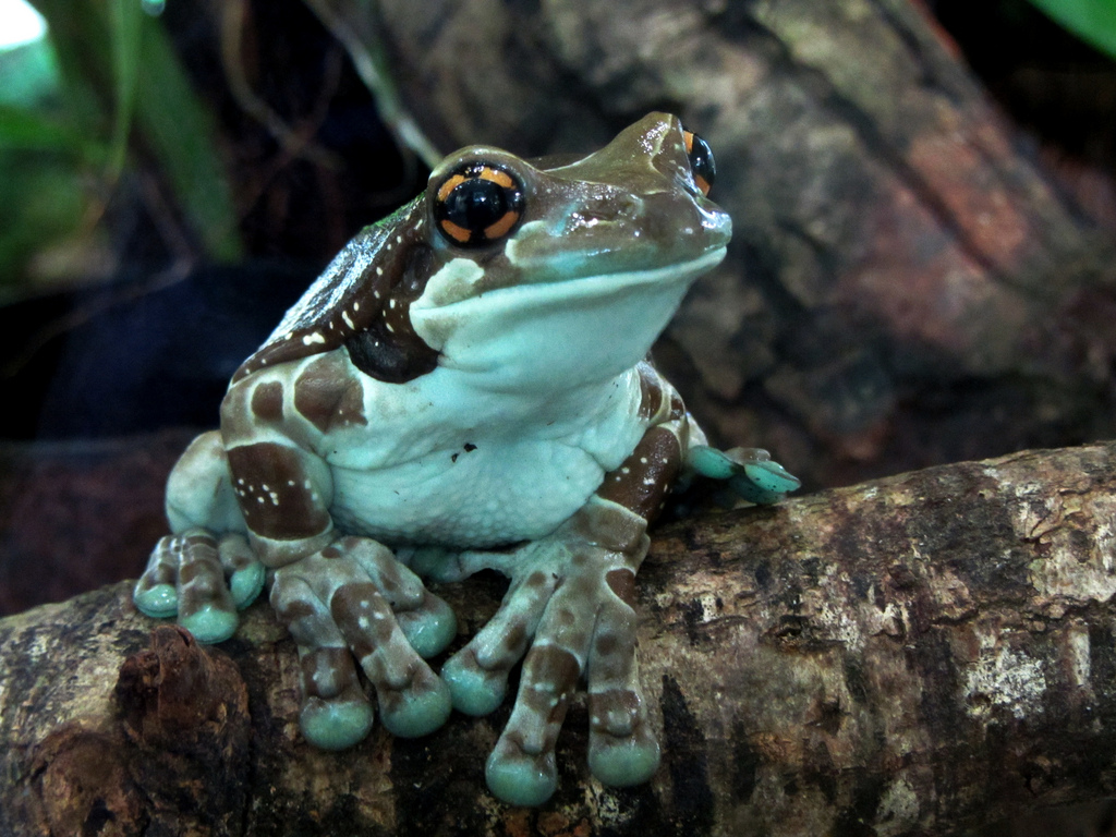 Amazon Milk Frog