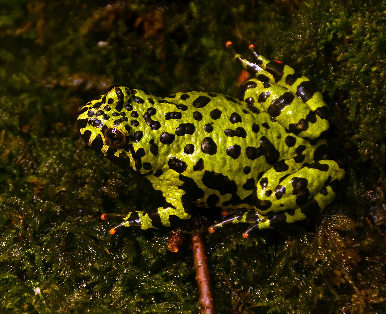 Oriental Fire-Bellied Toad
