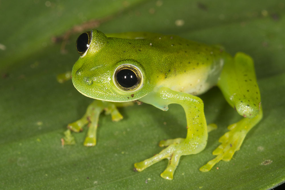 Glass Frog