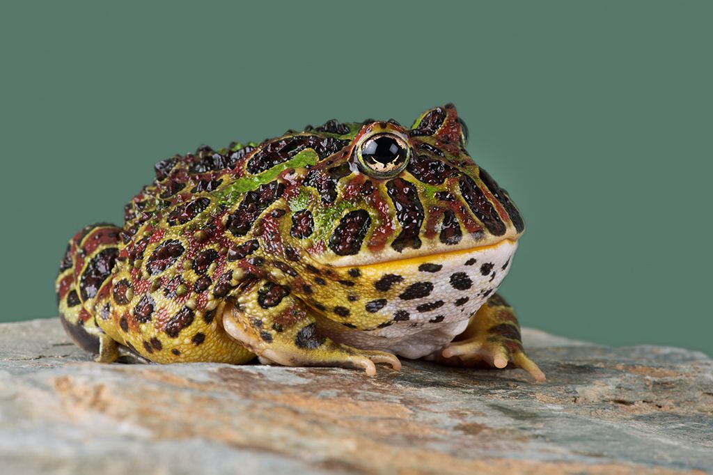 Ornate Horned Frog