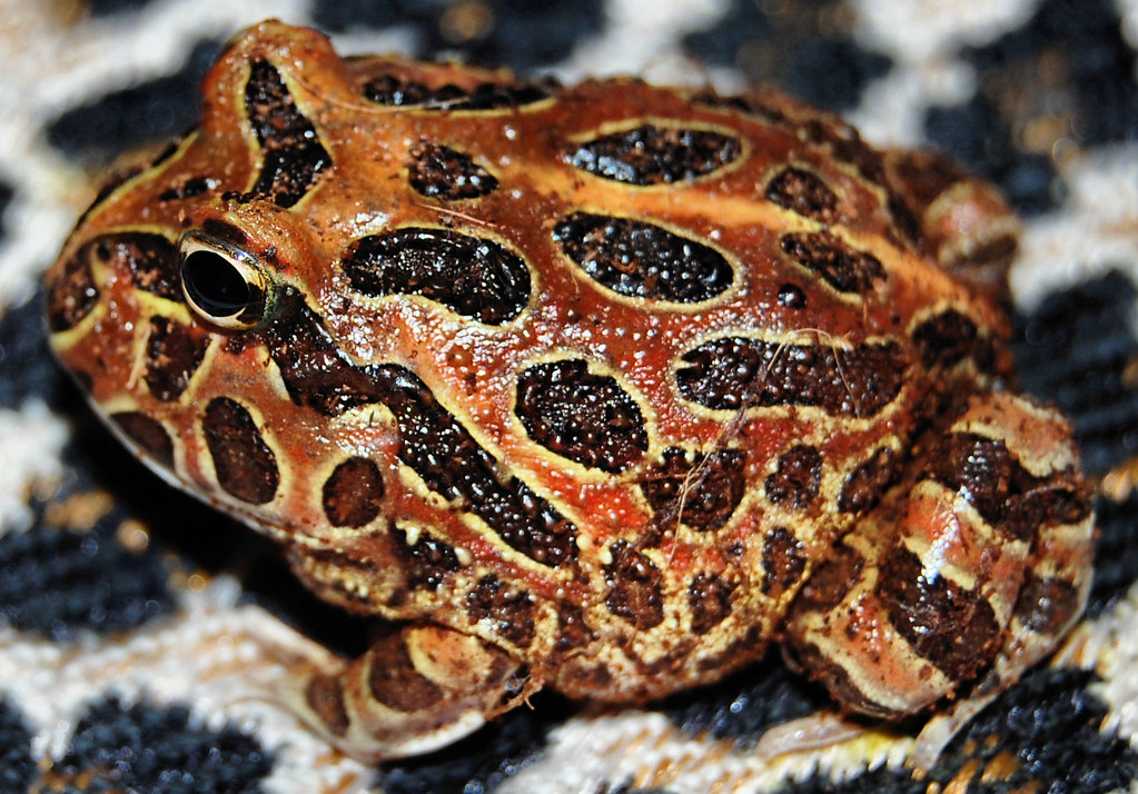 Pacman Frog