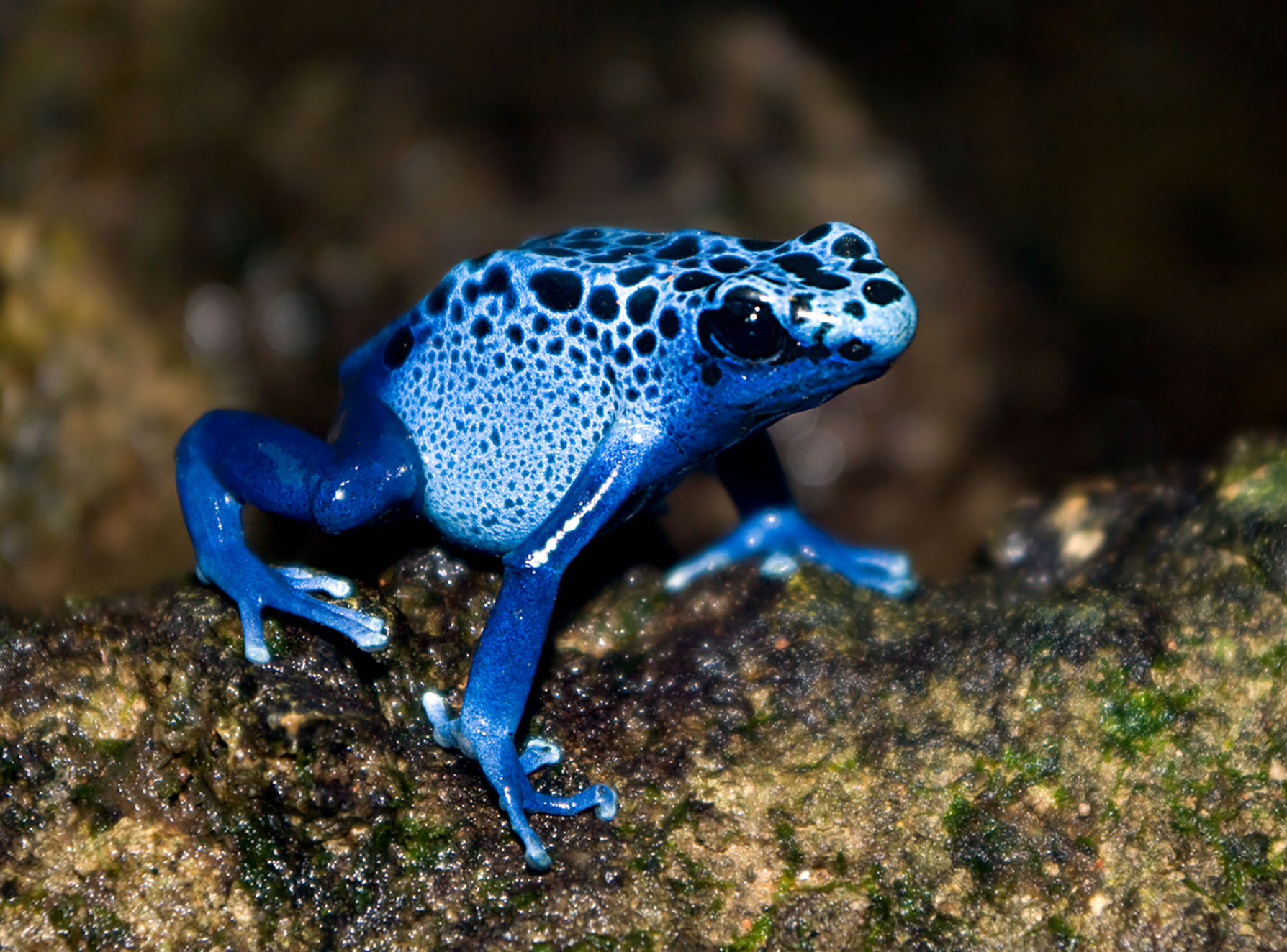 Poison Dart Frog