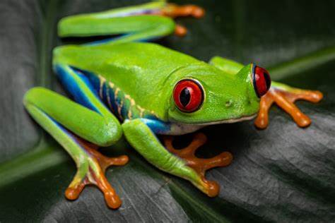 Red-Eyed Tree Frog