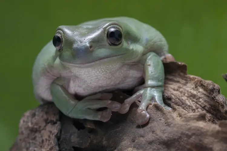 Whites Tree Frog