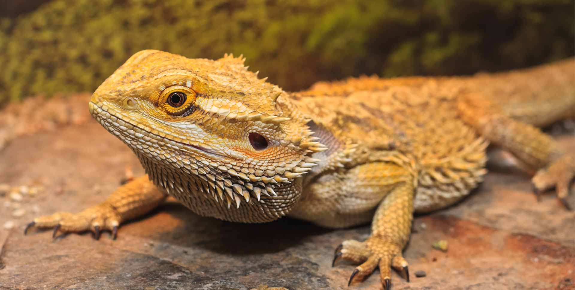 Bearded Dragon