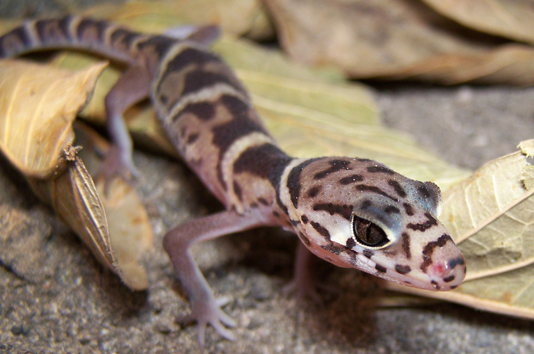 Central American Banded Gecko