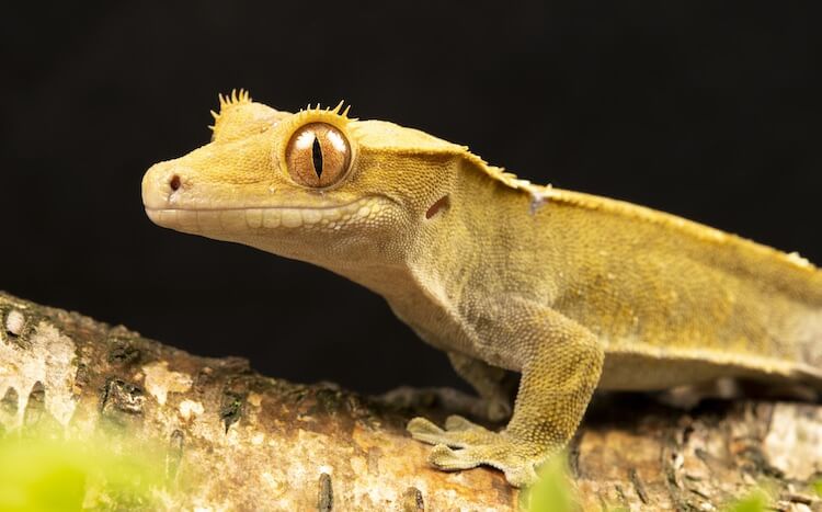 Crested Gecko