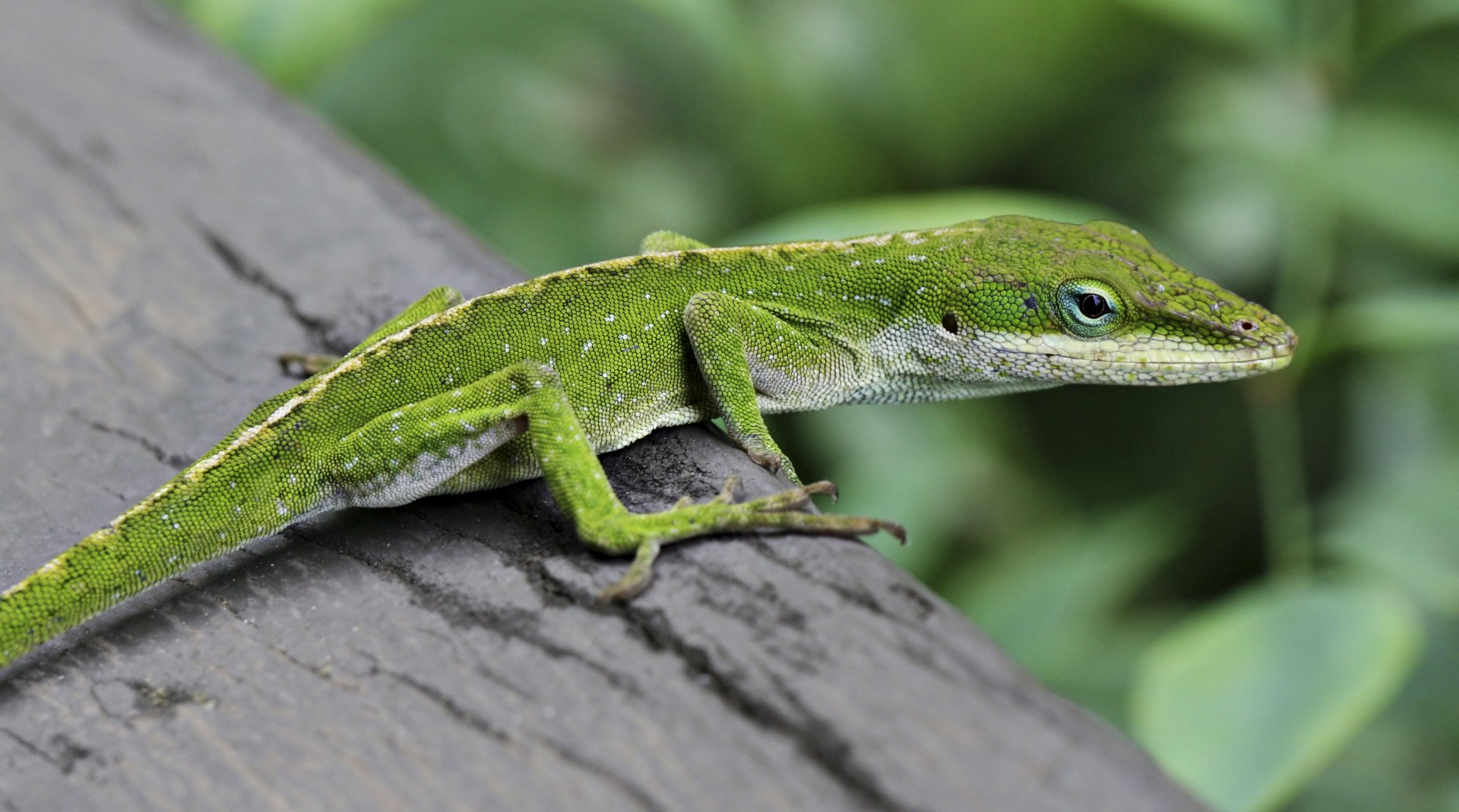 Green Anole Lizard