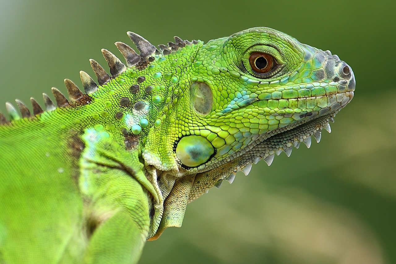 Green Iguana