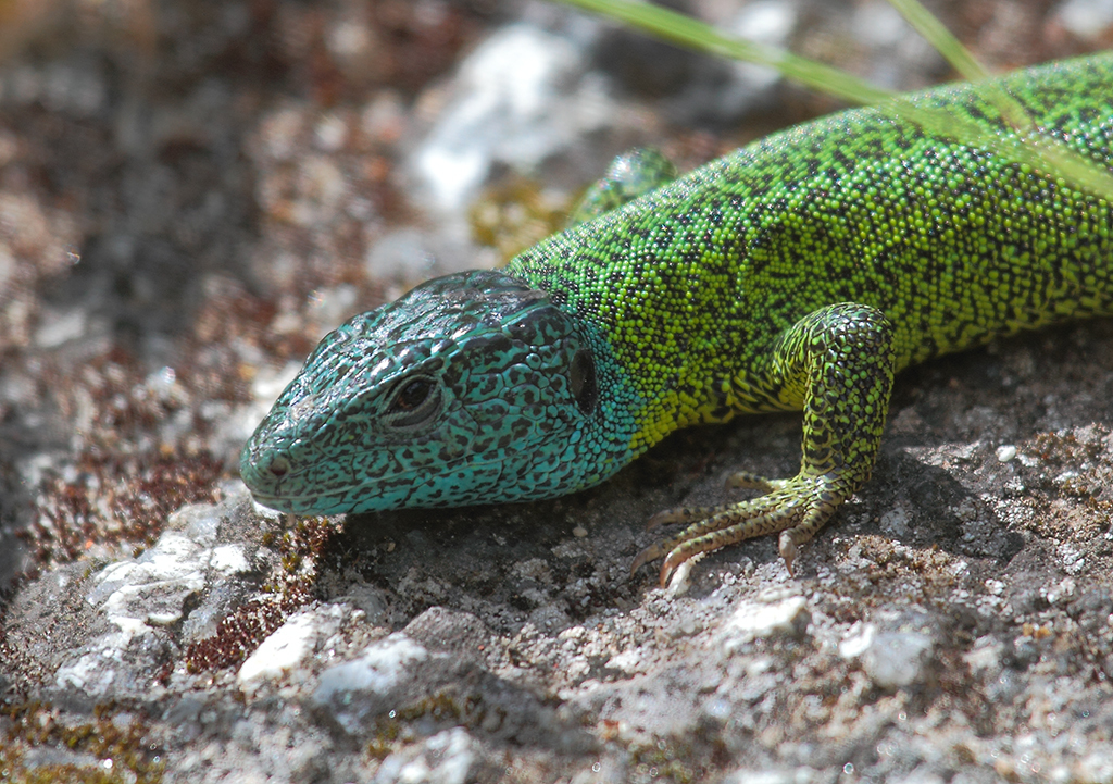 Iberian Emerald Lizard