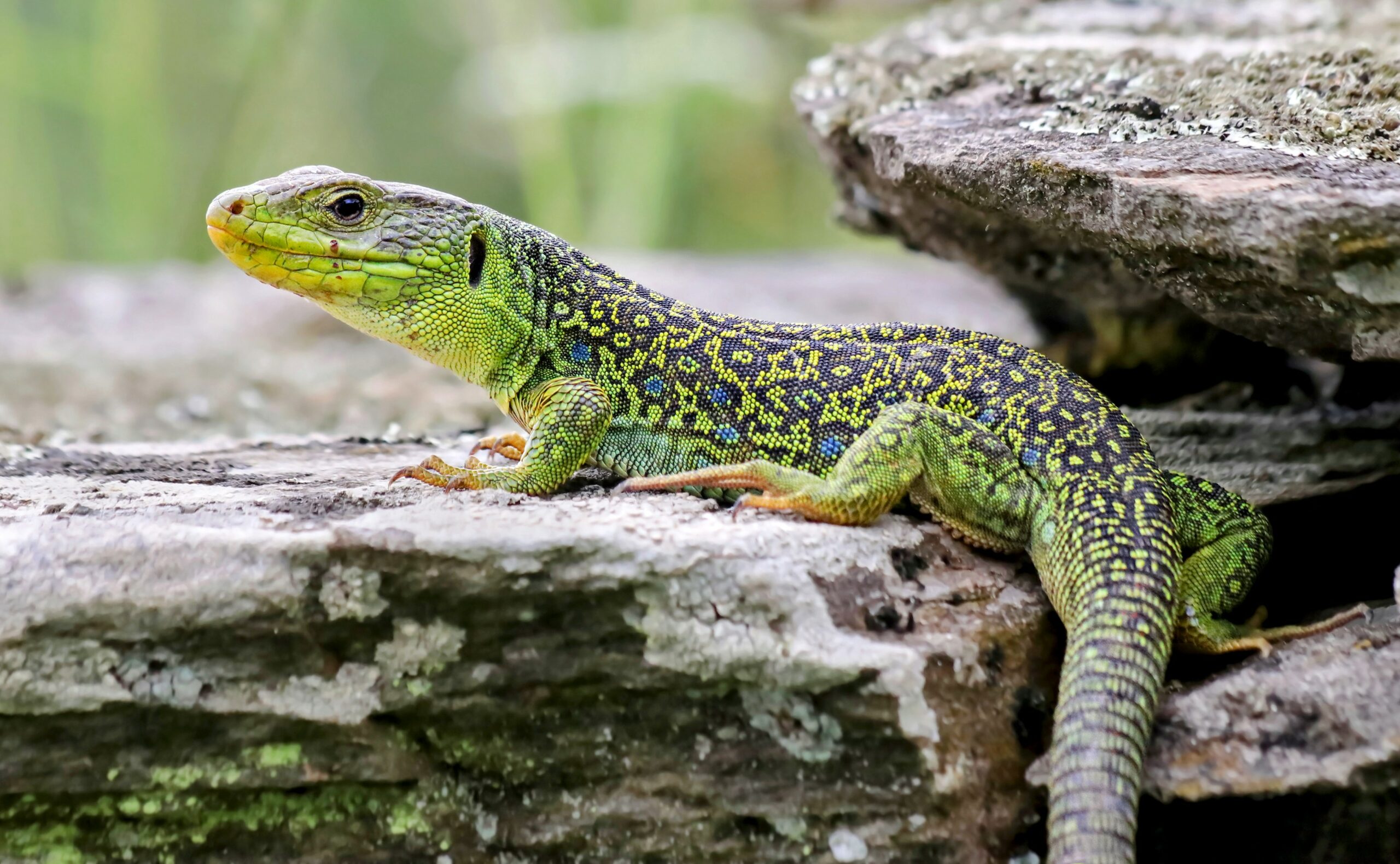 Ocellated Lizard