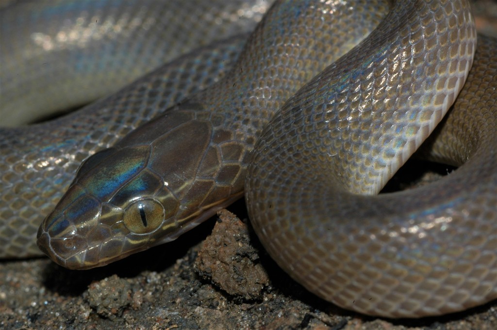 African House Snake