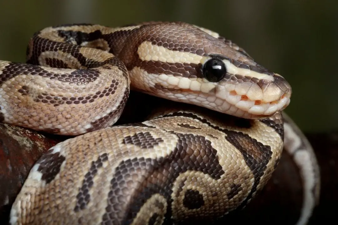 Ball Python