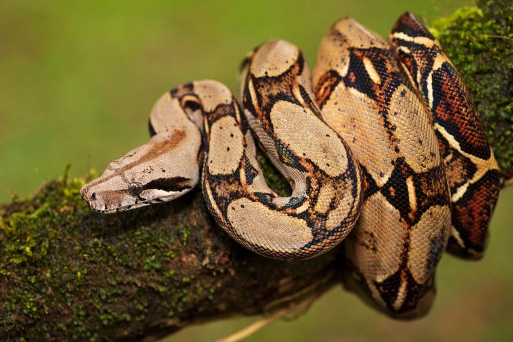 Boa Constrictor