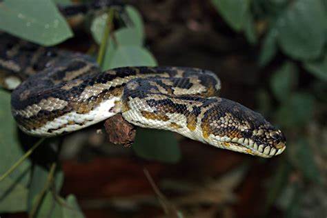 Carpet Python