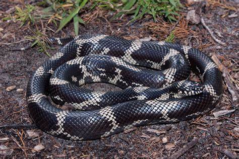 Eastern King Snake