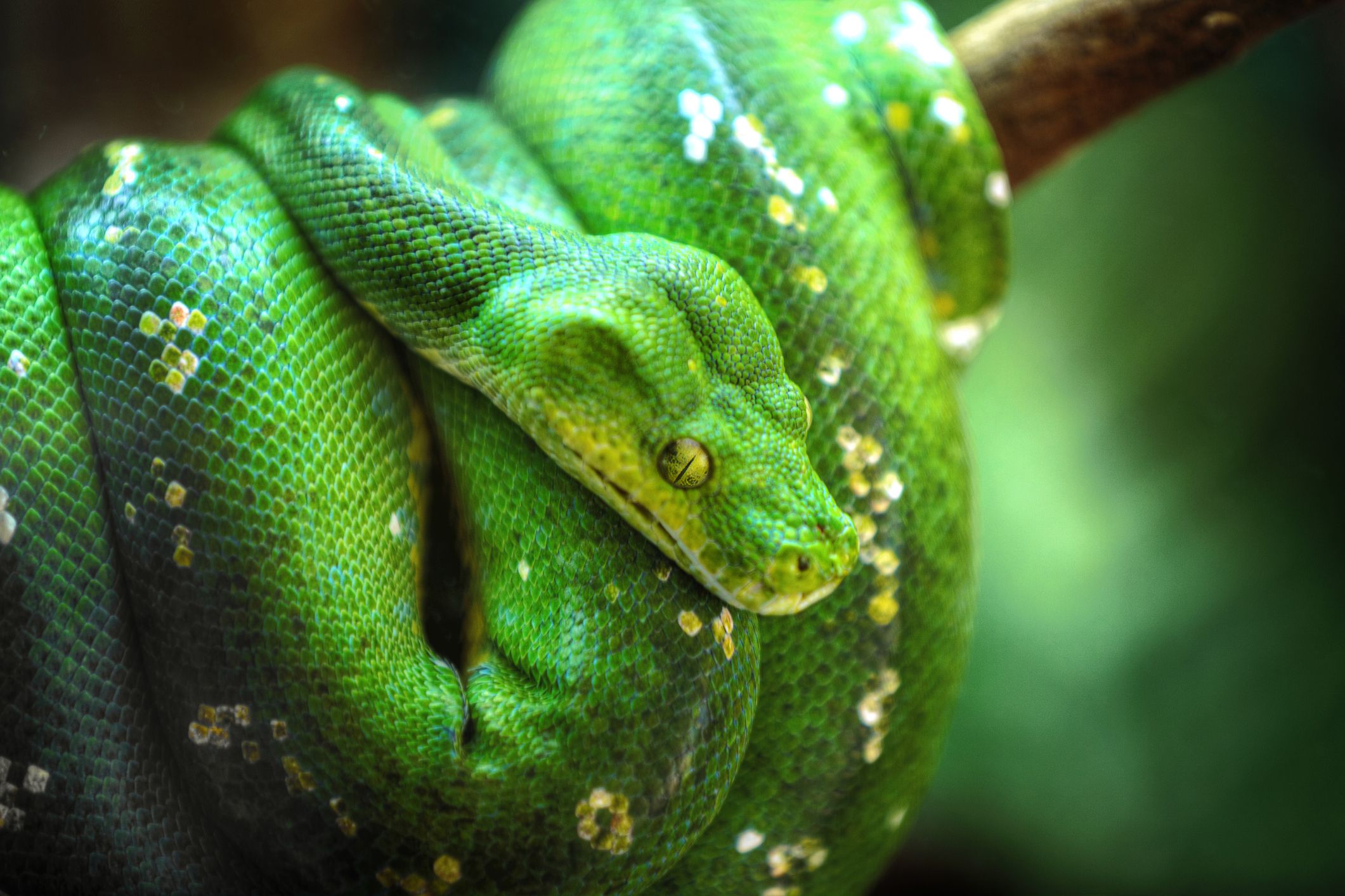 Green Tree Python