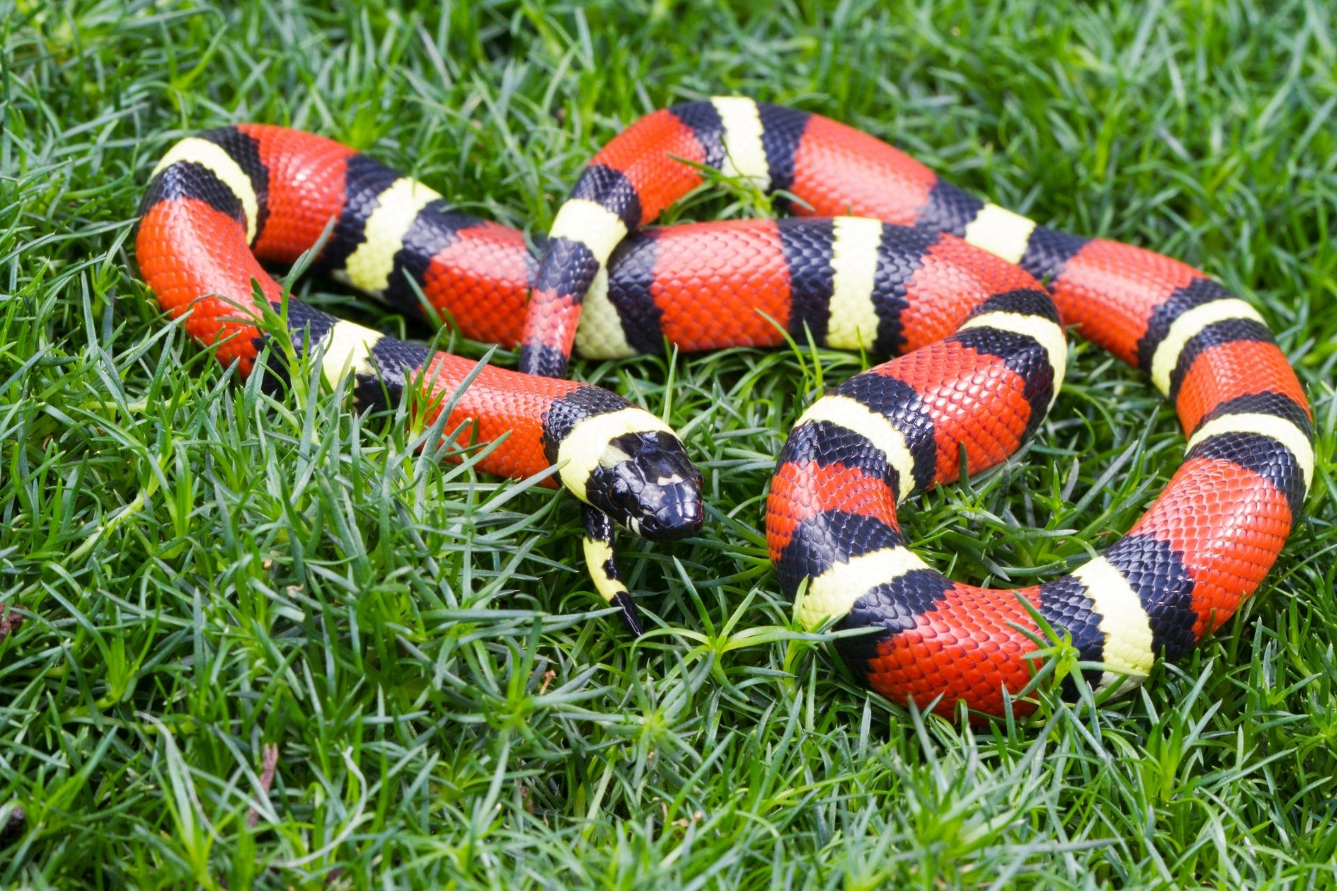 Milk Snake