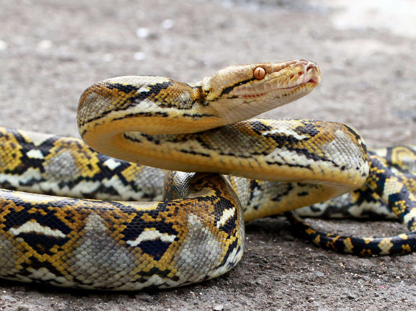 Reticulated Python