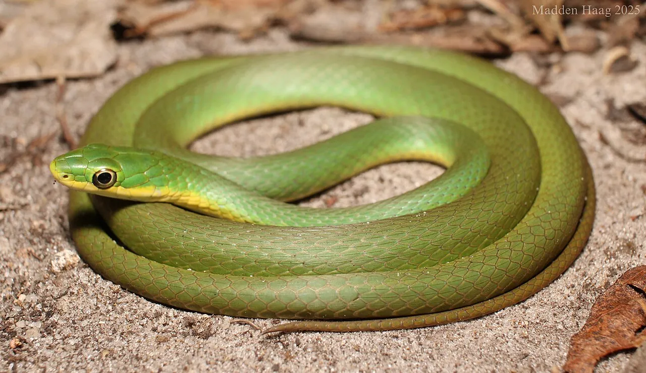 Rough Green Snake