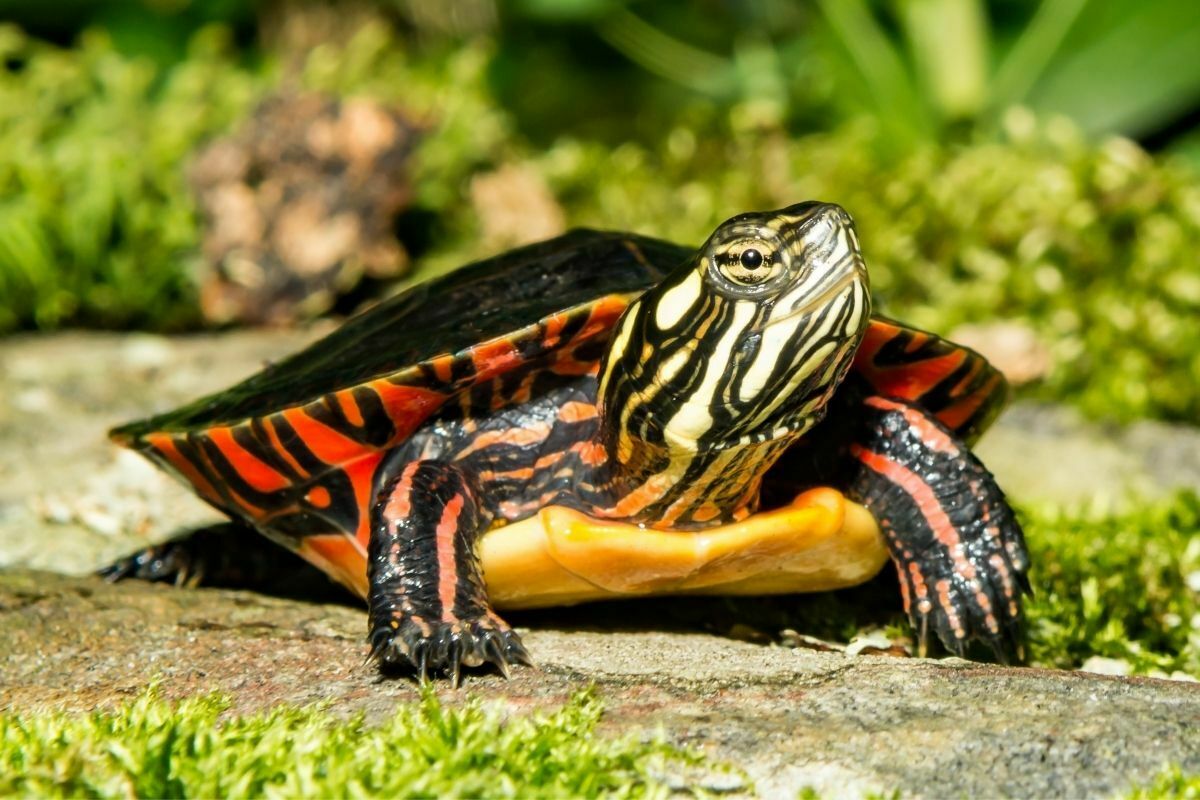 Painted Turtle