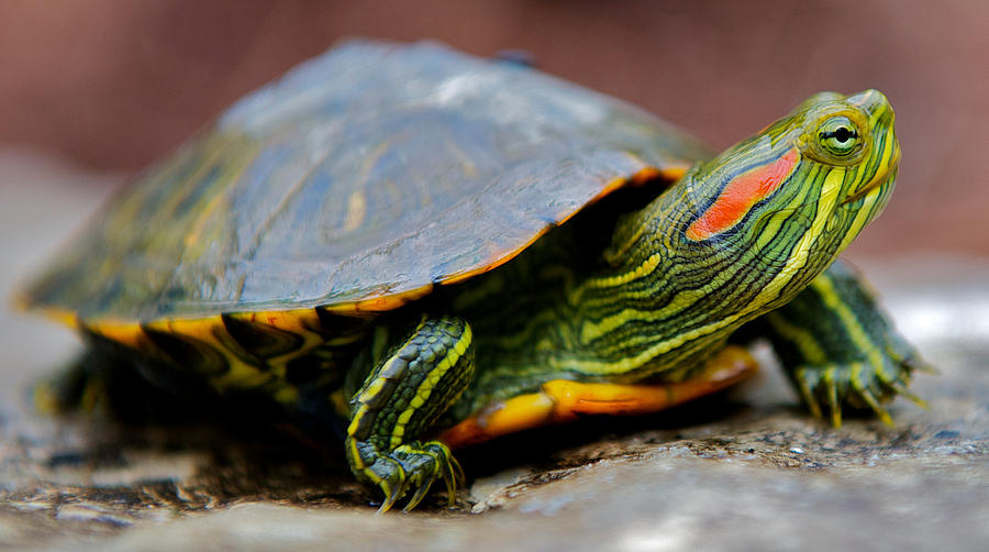 Red-Eared Slider