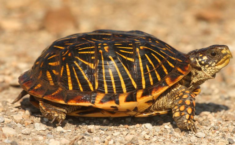 Western Box Turtle